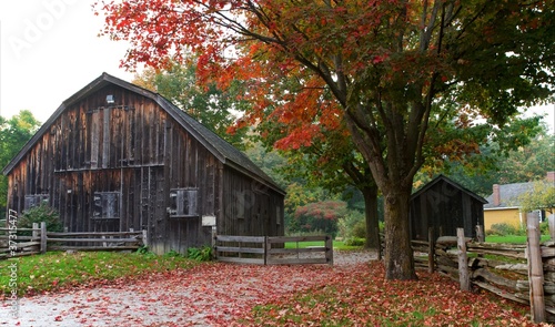 Picturesque old barn and shed with fallen bright red leaves