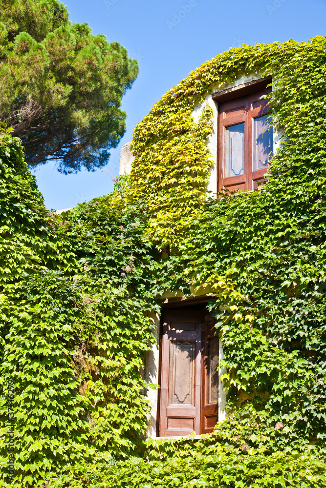 Castle covered by ivy