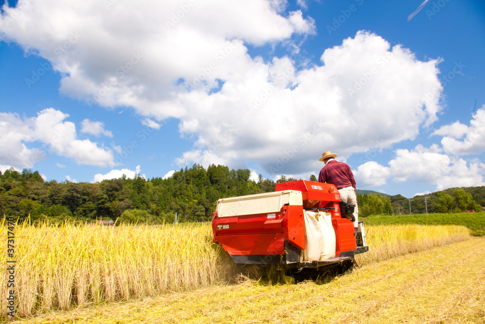 Obraz premium 稲刈り