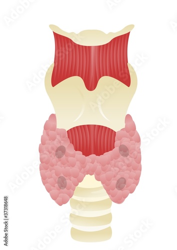 Parathyroid gland