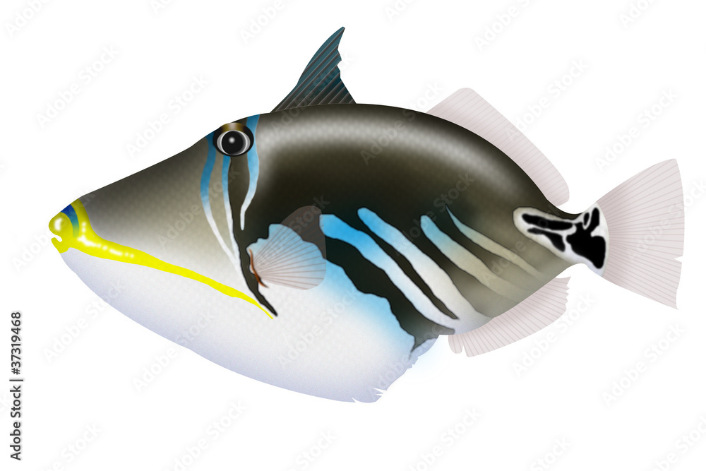 ムラサキモンガラカワハギ Stock イラスト Adobe Stock ムラサキモンガラカワハギ Stock イラスト Adobe Stock