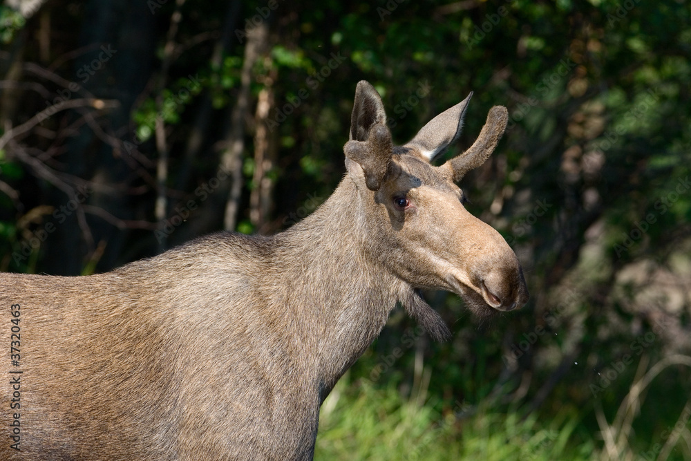Elk (Alces alces). Elk (Alces alces).