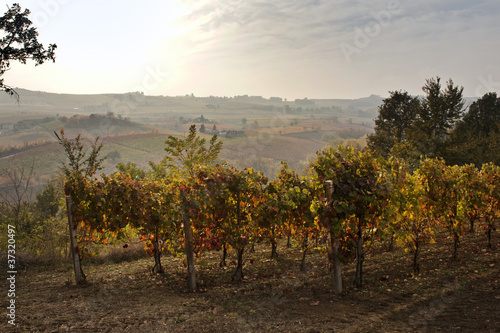 vines at sunset light photo