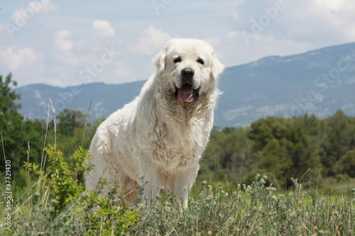 Quadro su tela tatra sherperd dog