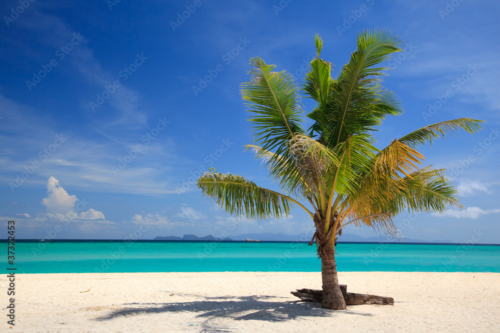 Beach and Coconut palm, Lipe island,Thailand