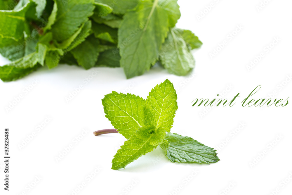mint leaves mint leaves