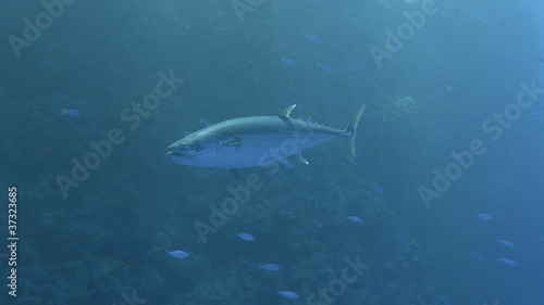 Large adult dog-tooth tuna.