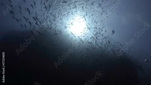 Silhouettte of a large school of fish photo