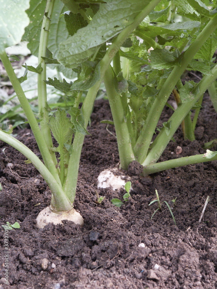 Obraz premium Navet 'Blanc dur d'hiver'