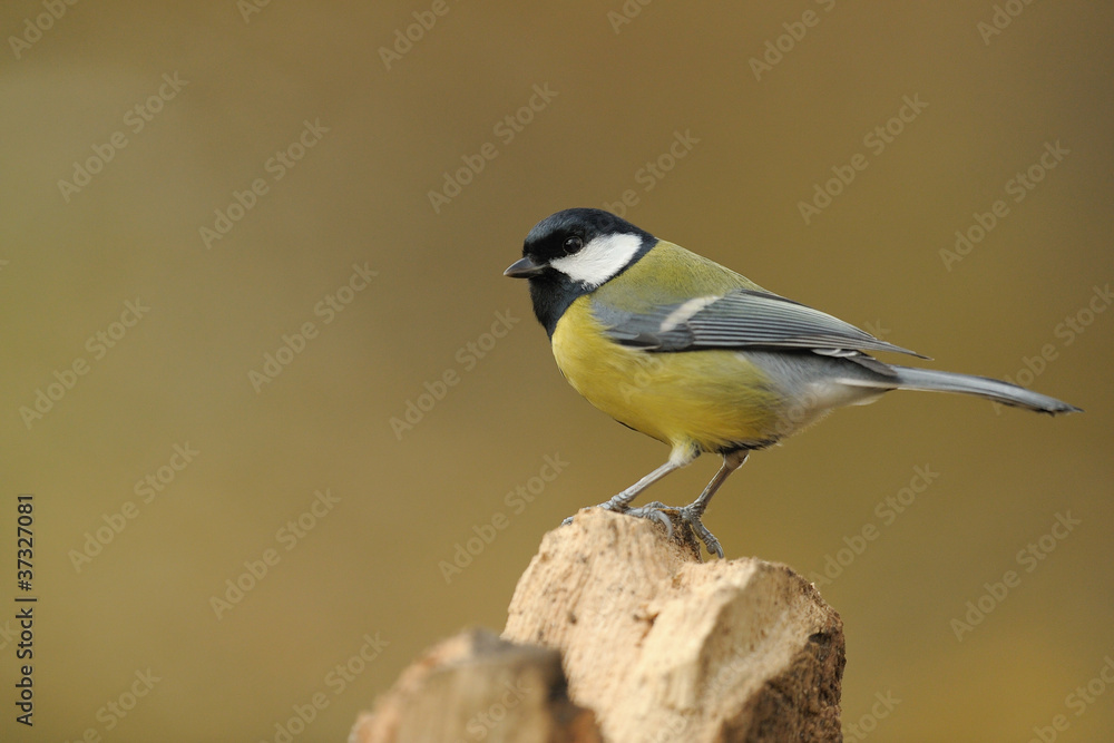 Obraz premium mésange noire