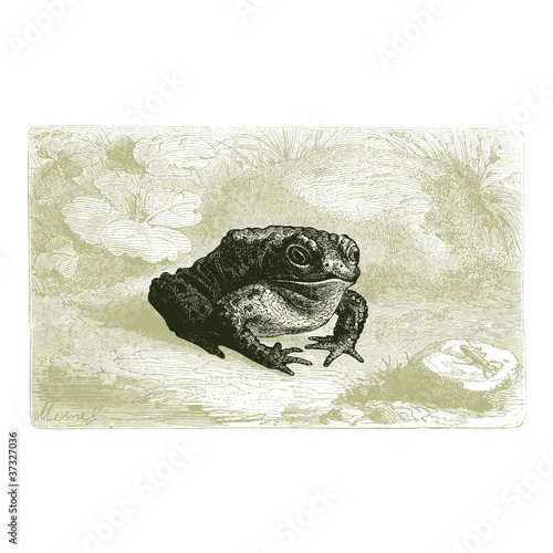Crapaud