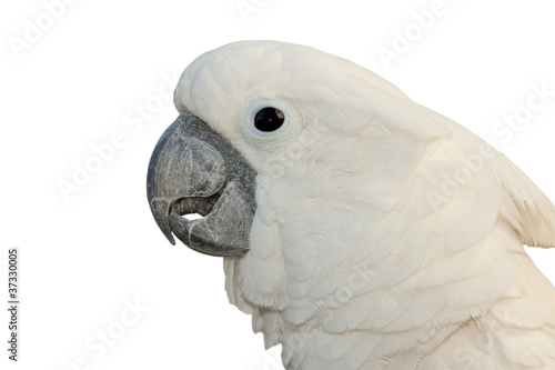 parrot cockatoo photo