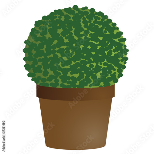 amenity tree in pot