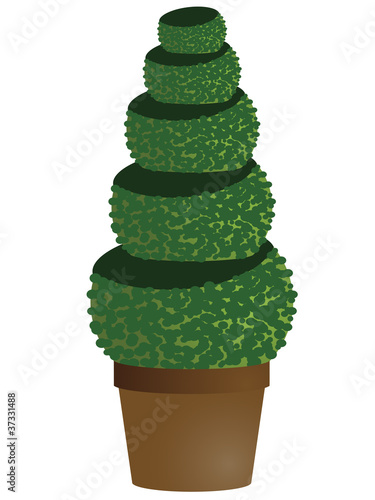 amenity tree in pot