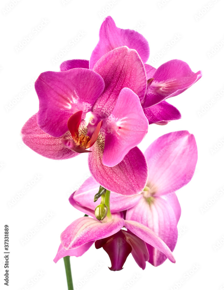 orchid flower orchid flower