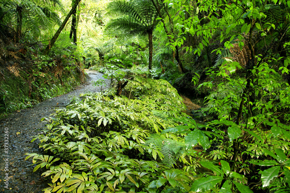 Fototapeta premium Forest