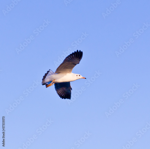 seagull flying on blue sky