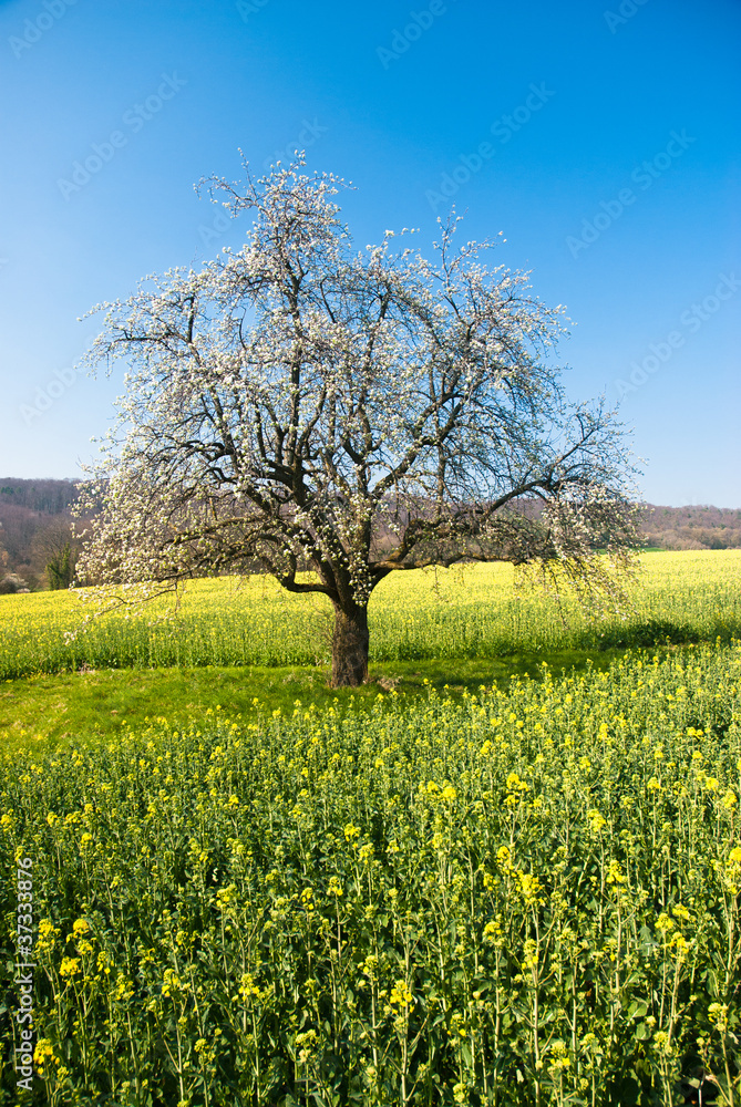 Blossoming tree in spring