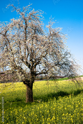 Blossoming tree in spring
