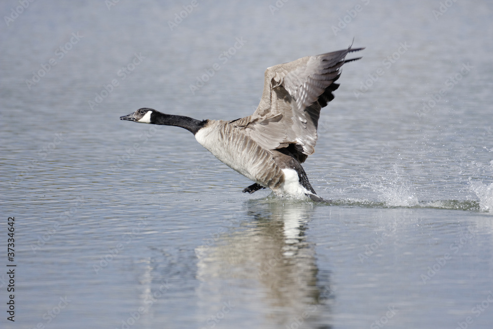 Branta Canadensis - Bernache du Canada - Canada Goose Branta Canadensis - Bernache du Canada - Canada Goose