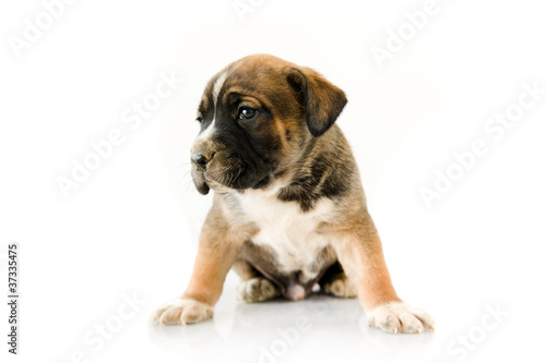 Adorable puppy Boxer on white background