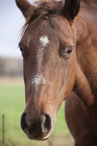 Horse portrait © Henryk Sadura