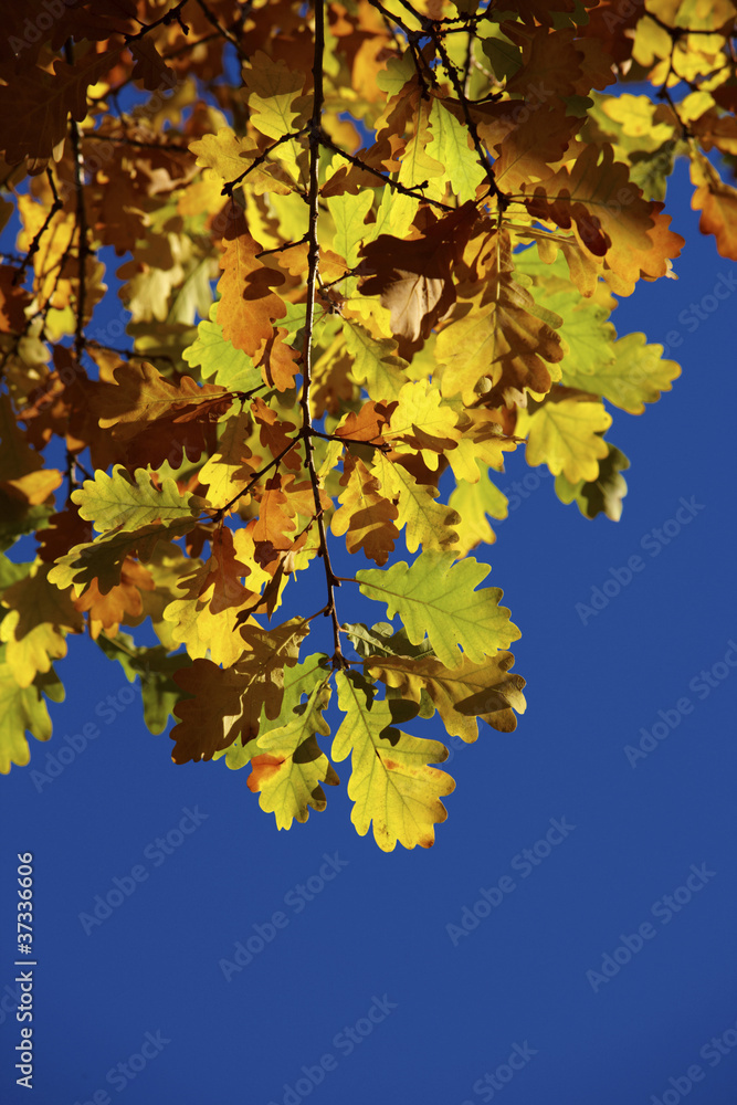 Obraz premium In autumn weather