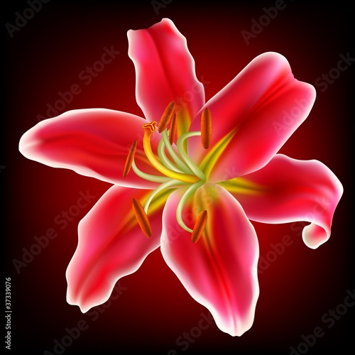 Vector photo-realistic red-white lily flower