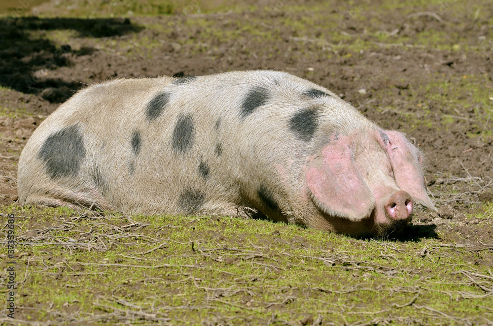 Sow of Bayeux lying on ground Sow of Bayeux lying on ground
