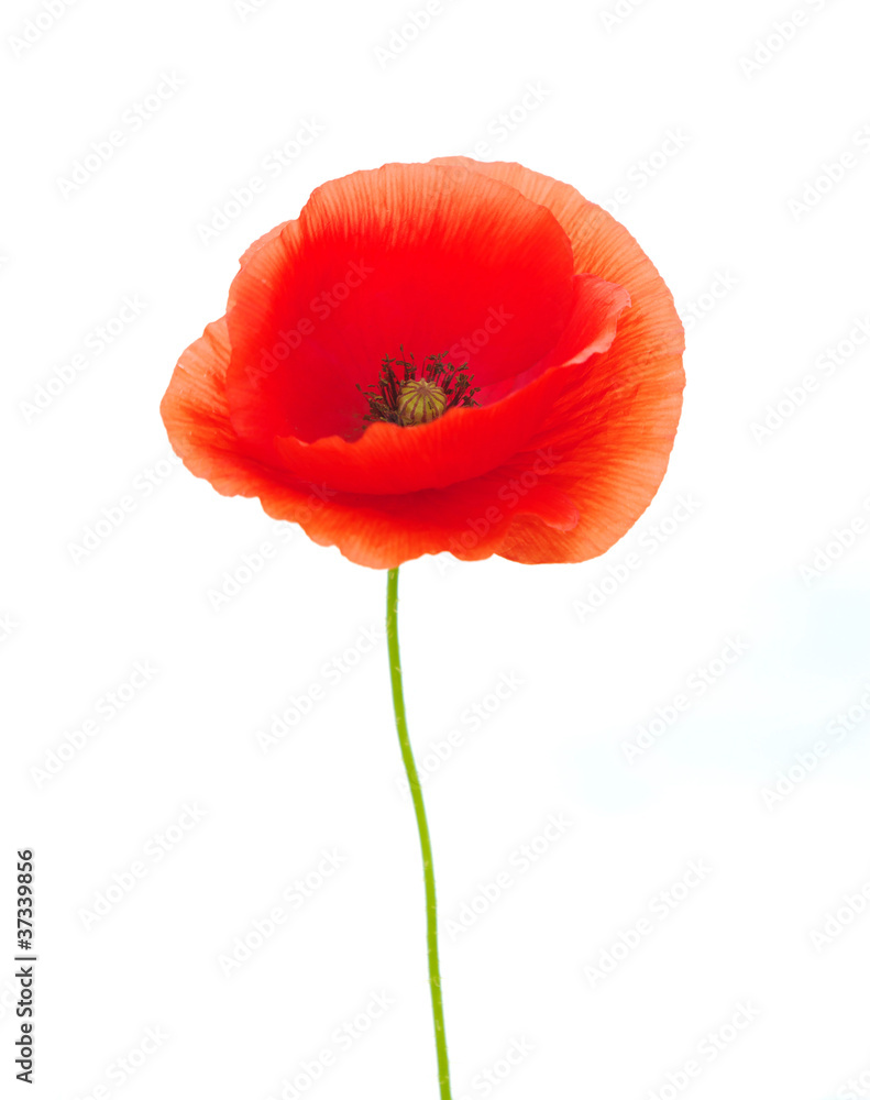 Obraz premium czerwone maki