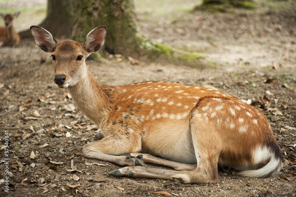 Nara Deer