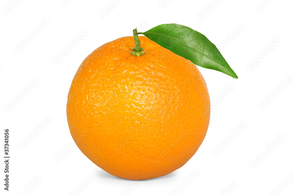 Obst 455 Obst 455