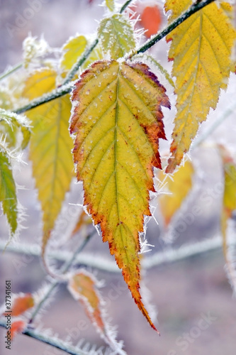 Frozen autumn leafs © pfheonixx22