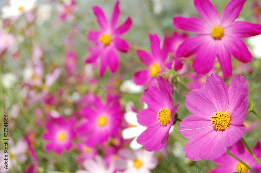 beautiful pink bell flowers
