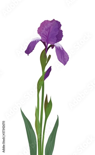 Fototapeta Naklejka Na Ścianę i Meble -  Flower iris