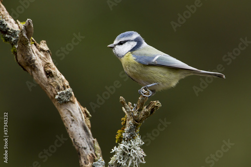 Mésange bleue