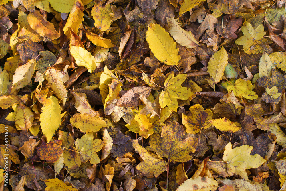 Herbstlaub als Hintergrundtextur Herbstlaub als Hintergrundtextur