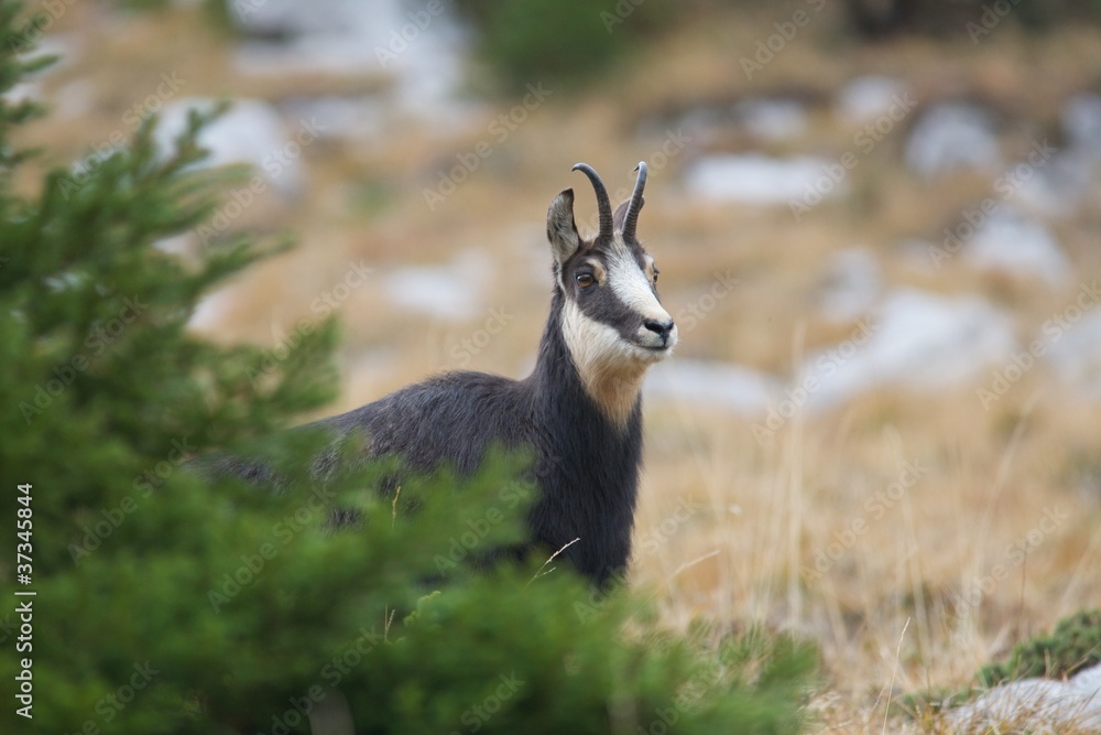 Chamois Chamois