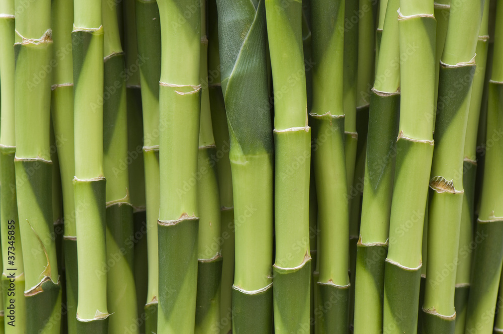 pattern shaft of plant pattern shaft of plant