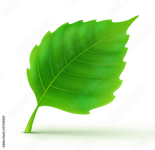Cool green leaf