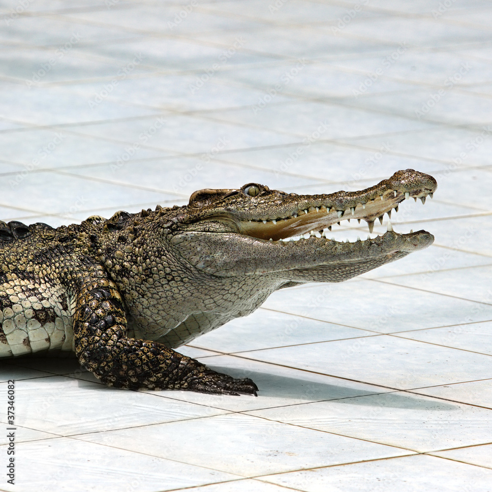 Fototapeta premium Crocodile on a farm