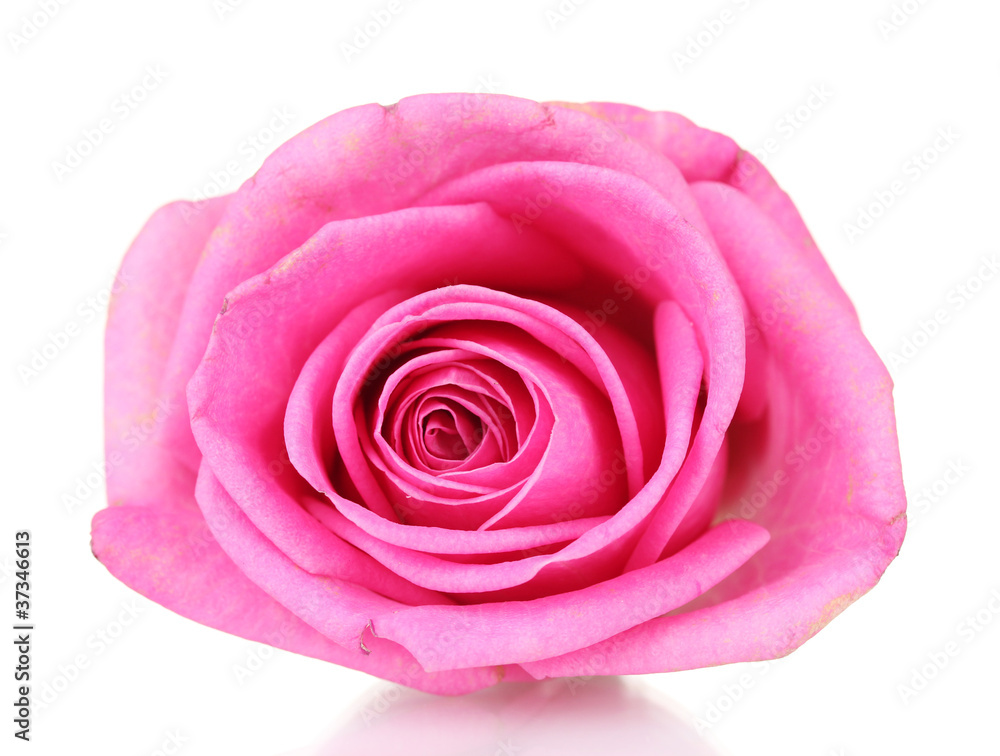 Pink rose on white background Pink rose on white background