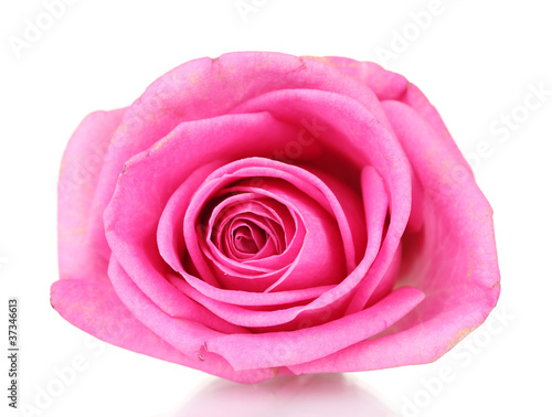 Pink rose on white background