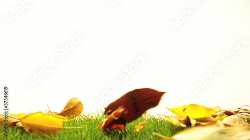 foglie autunnali su prato di erba