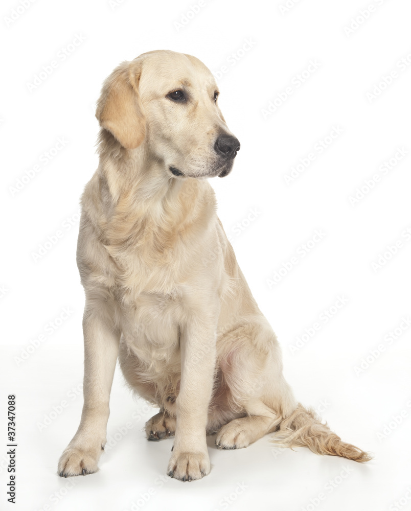 Golden Retriever di 7 mesi seduto