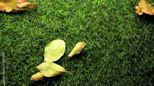 foglie su prato verde