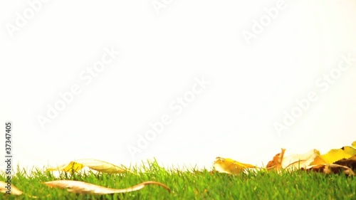 foglie in autunno su prato di erba