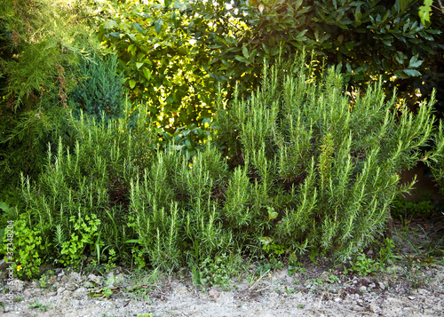 Rosemary photo