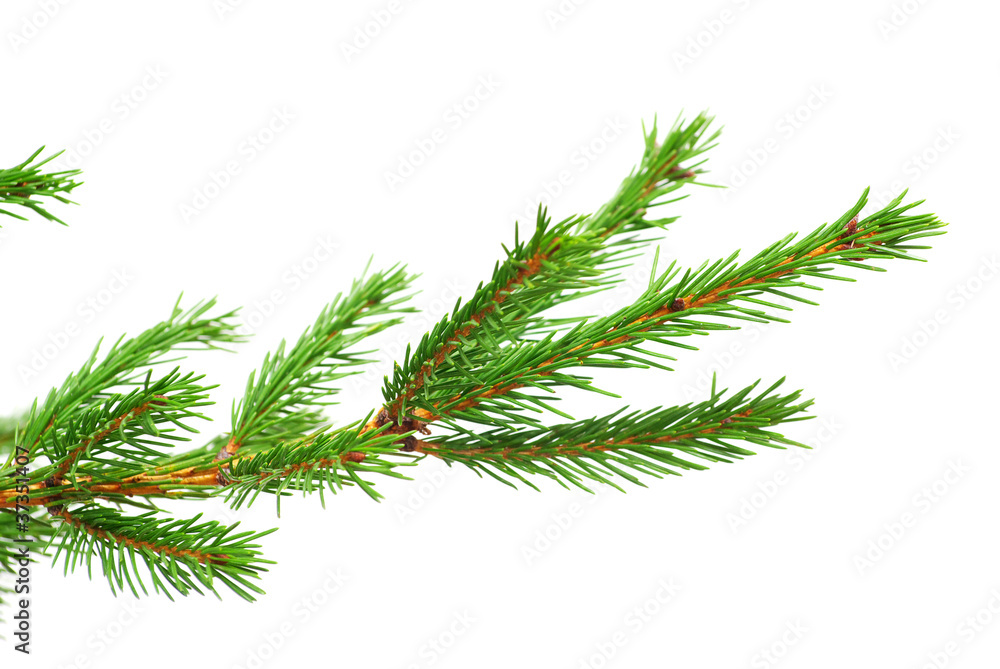 fir tree branches fir tree branches