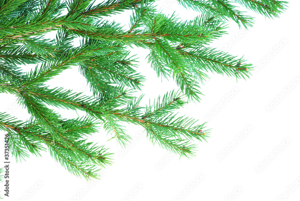 fir tree branches fir tree branches